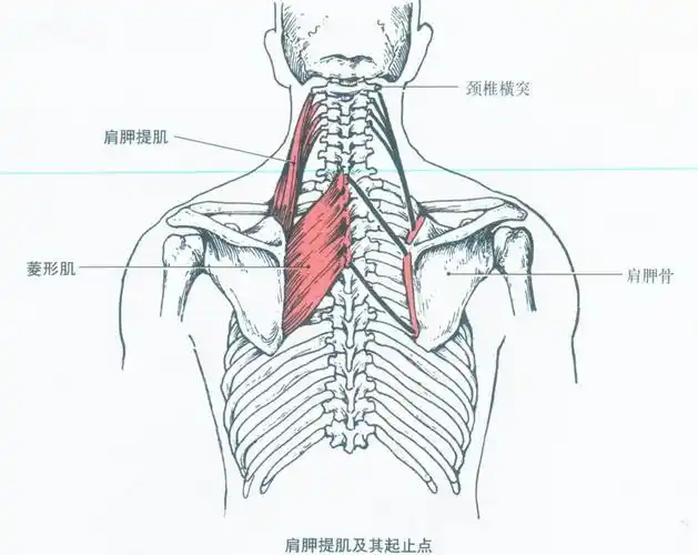 4,菱形肌(rhomboideus)