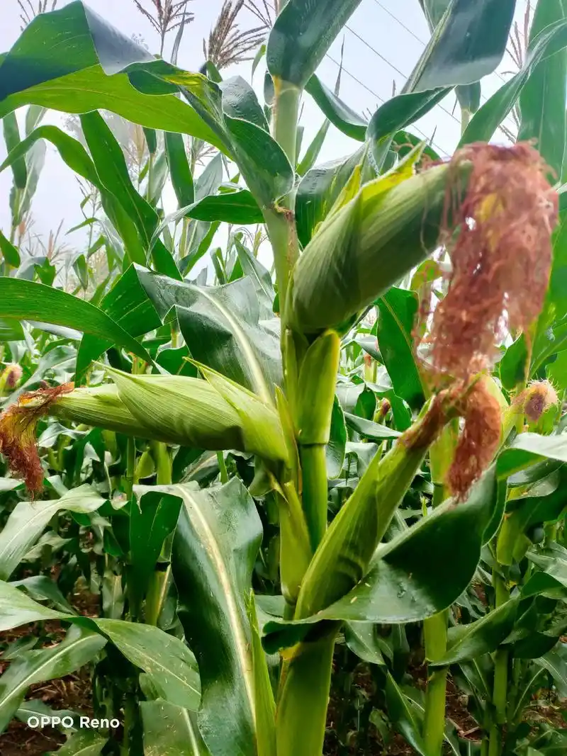 祝刷到的朋友们开心每一天,这个玉米种是玉米中的极品,矮杆,棒 - 抖音