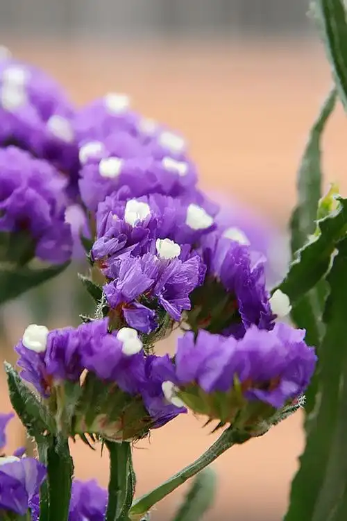 唯美紫色勿忘我