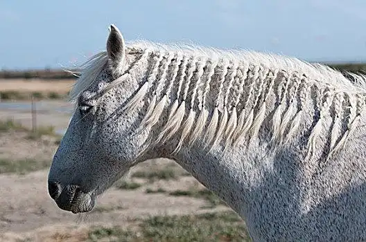 白马,侧面,盐沼