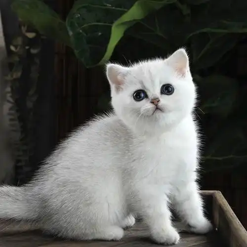 英短猫银渐层幼猫英国短毛小奶猫猫蓝白布偶猫猫咪