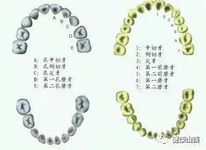 牙位表示法的分述