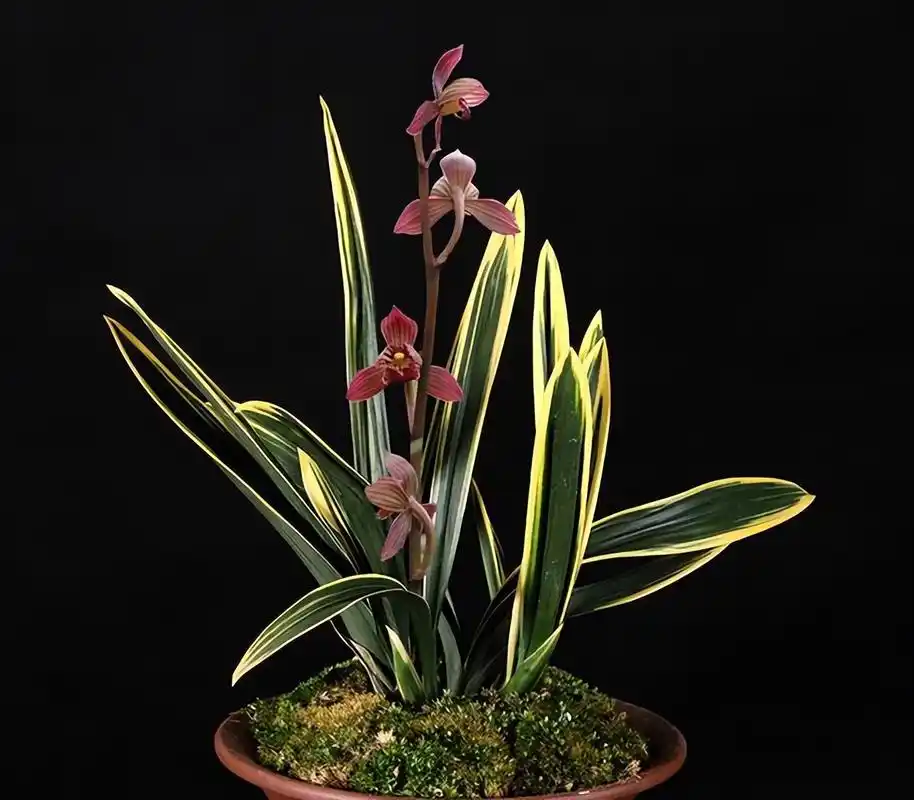 金边墨兰红神荷,一朵花开香满屋,花色顶级,叶带金边,兰香四溢