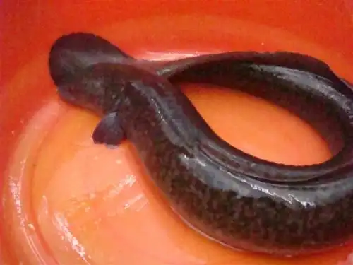 福建花鳗鱼苗黑花鳗鱼养殖黑花鳗价格