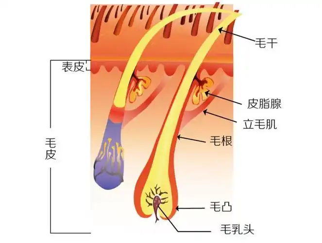 两侧及后枕部一圈的头发却很好,这种现象是由于毛囊的结构不同造成的