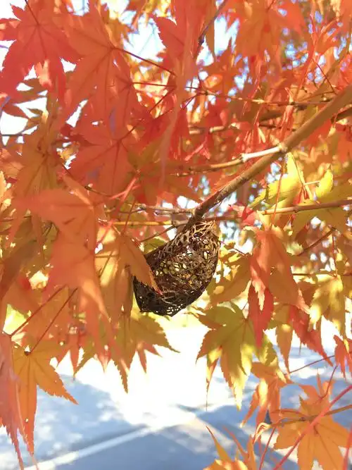 枫叶中藏着蝉虫窝