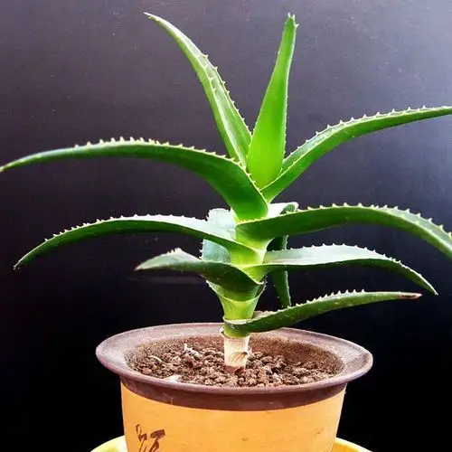 搜好货网 产品库 木立芦荟立即询价 ¥ 10 盆栽日本木立芦荟木剑