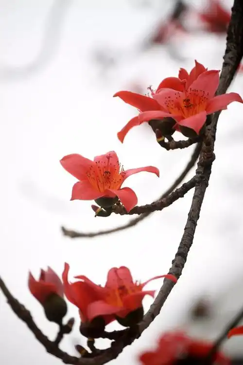 被誉为英雄城市的广州,木棉花为什么能成为广州市花?