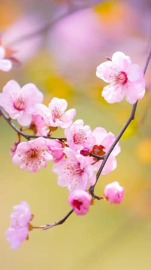 桃花_景致唯美-站酷zcool