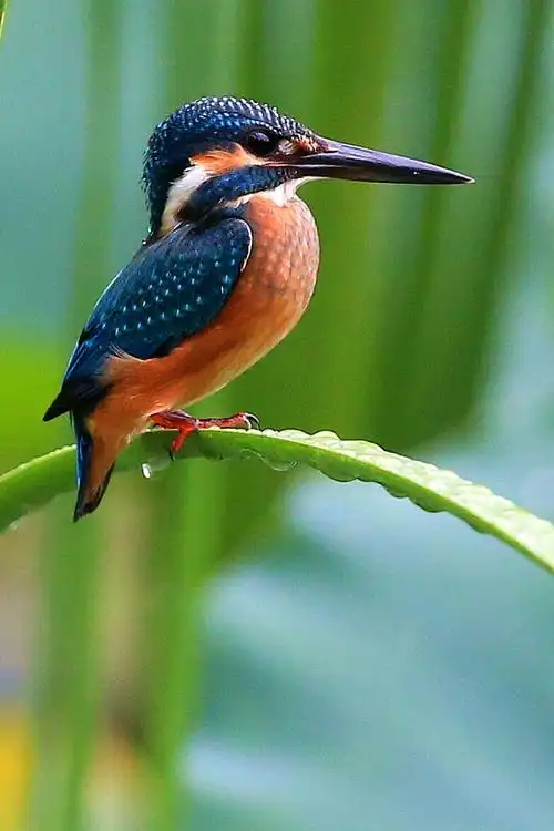 美丽迷人的翠鸟