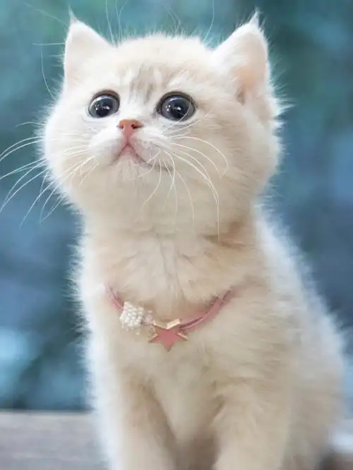 奶茶色的猫也太好看了吧