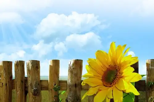 向日葵象征着太阳,鲜花-回车桌面