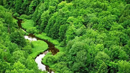 绿色的雨林,溪流 壁纸 - 1920x1080 全高清