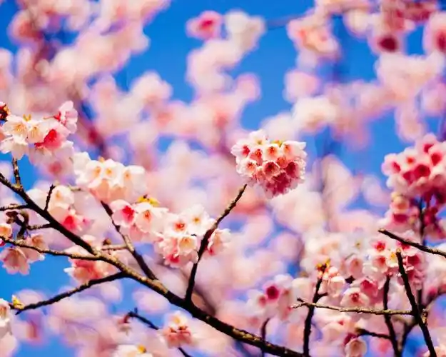 唯美桃花高清桌面壁纸