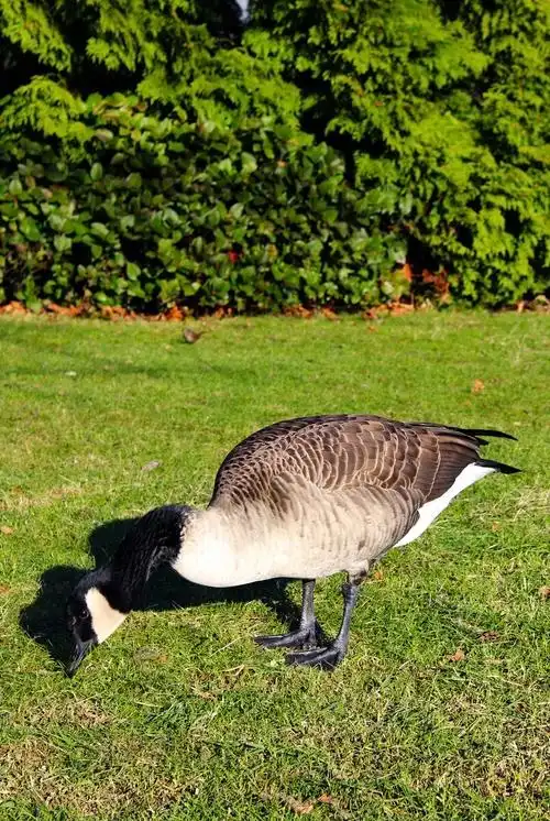 加拿大鹅特写cabadagoose