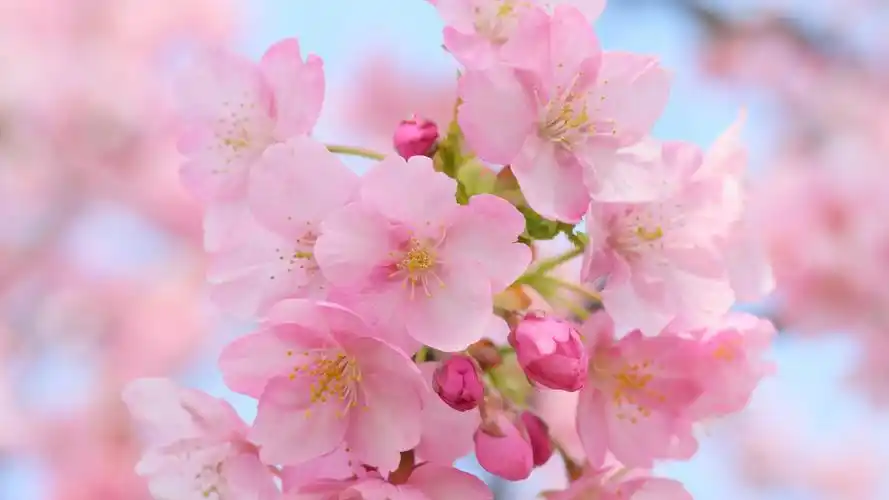 樱花桌面壁纸高清花卉特写照片壁纸