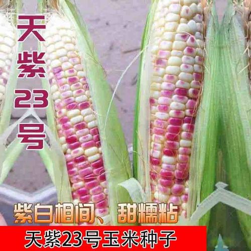 农科院天紫23号玉米种子紫白相间甜糯粘玉米种籽彩色高产皮薄香甜