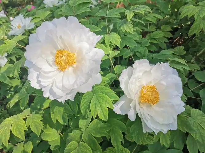 洛阳牡丹花最佳观赏时间是4月中旬,一般到4月下旬就已经到了尾声.