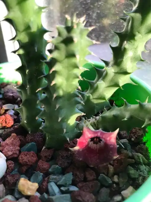 2018年10月9日我家的大花犀牛角开花了.