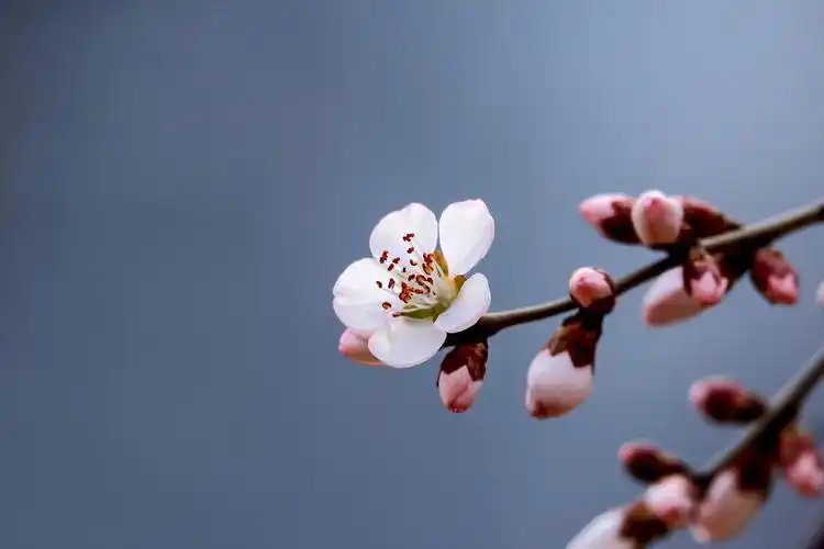 东便门一只梅花与桃花