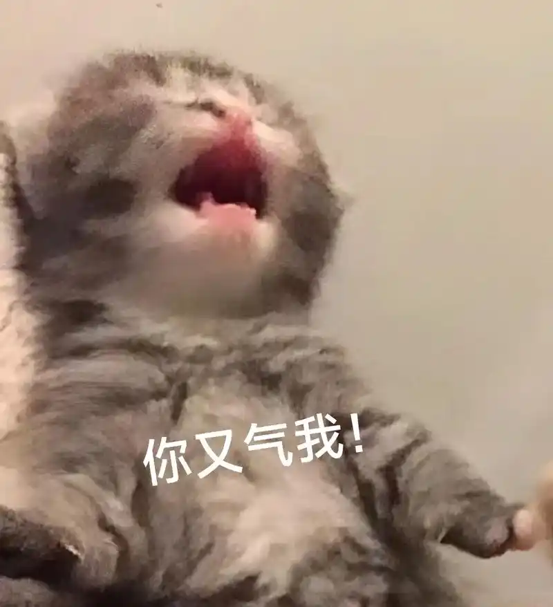 聊天怎么能少了可爱小猫咪表情包呢#表情包 #发给对象表情包 - 抖音