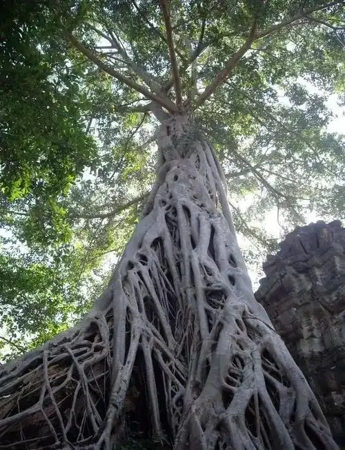 金银湾二十七阿凡达生命之树