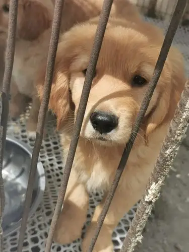 我被一只狗给萌化了