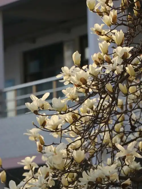 春天来了校园一角