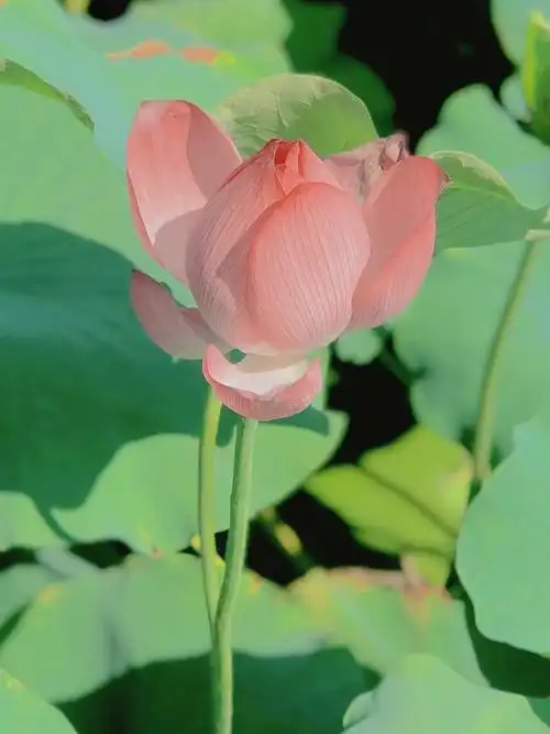 谁能拒绝的了这么好看的荷花呢