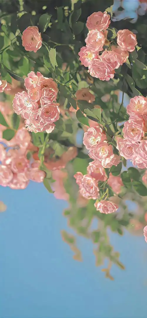 壁纸383637373136313033 3132 606162