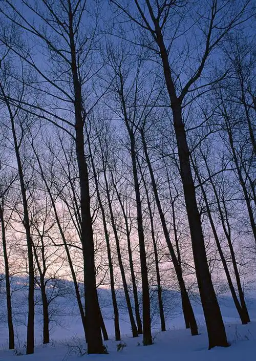 会员登录可下载 1024 无水印图片