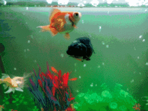 比如金鱼,相对来说,饲料偏植食性一点儿,那么我们就不能选择荤性饲料