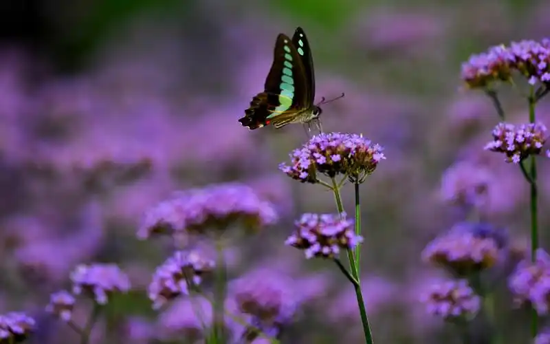 小清新唯美紫色花卉高清桌面壁纸