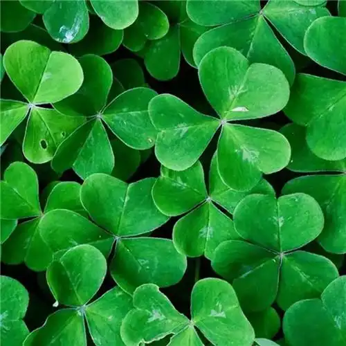 清新绿色好看的头像图片 清新自然非常养眼_风景头像_头像屋