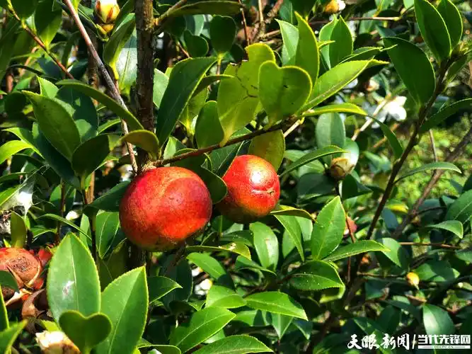 天眼影像增收油望铜仁万山320亩油茶丰收