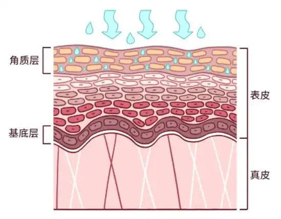 德国mbk提醒你,小心过度水合导致的屏障受损!_皮肤