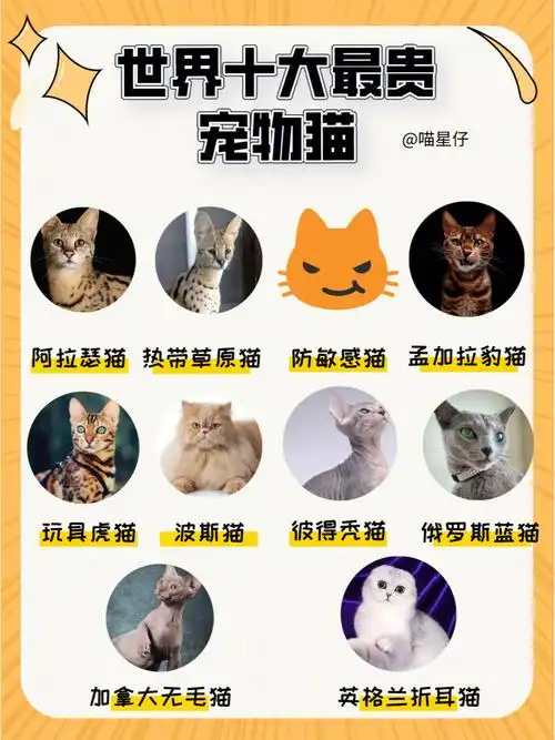 新手养猫猫咪的价格了解一下猫咪价格排行