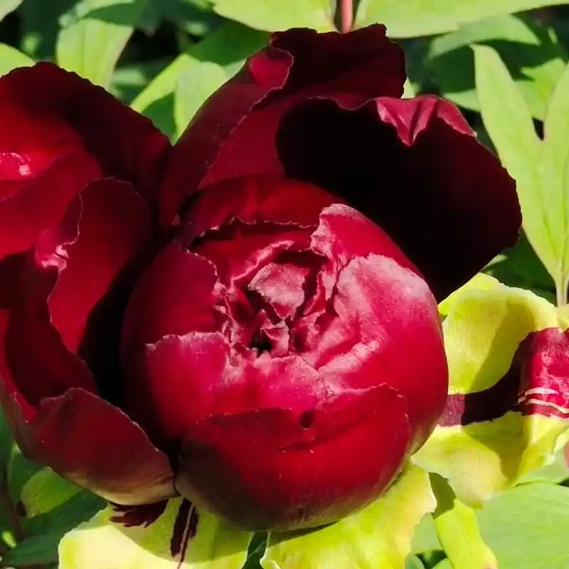 #国色天香牡丹花 #花开富贵好运来 #一花一草一世界 #最美 - 抖音