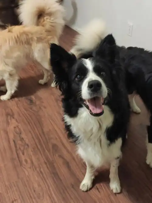 漂亮的边牧小孕妇