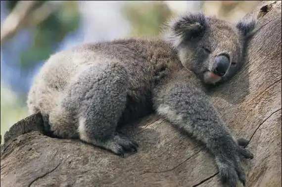 树袋熊抱是什么梗(既考拉抱,含意便是像考拉(树袋熊)一样抱住另一方)