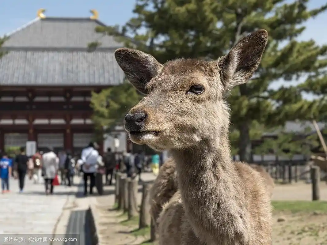 日本,亚洲,奈良,东大寺,东大寺外的梅花鹿