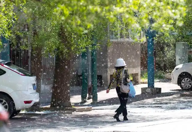 每年5月中下旬, 就是油城大庆柳絮漫天飞舞的季节.