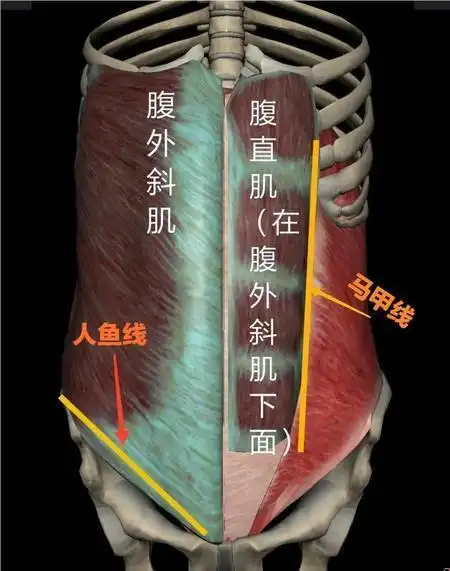 马甲线人鱼线有什么区别,人鱼线和马甲线是什么--稻草号
