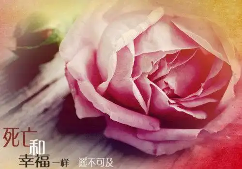 玫瑰花图片唯美带字 - 搜狗图片搜索