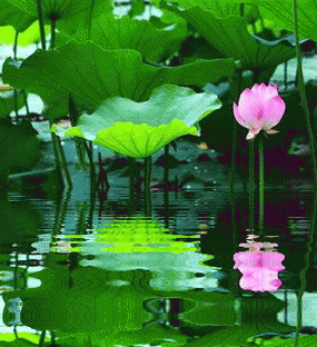 盛夏最美的花:荷花,睡莲花.