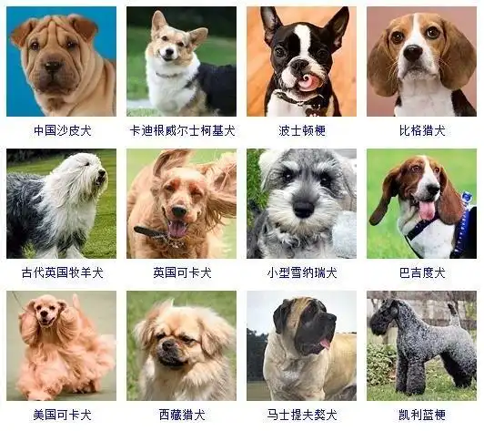 犬的种类犬