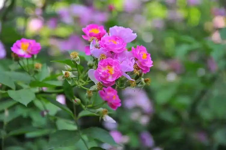 美丽延续一再度走近蔷薇花. - 美篇