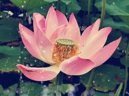 其它 30首荷花诗词,荷风莲香,唯美了整个夏天 写美篇在炎炎夏日中