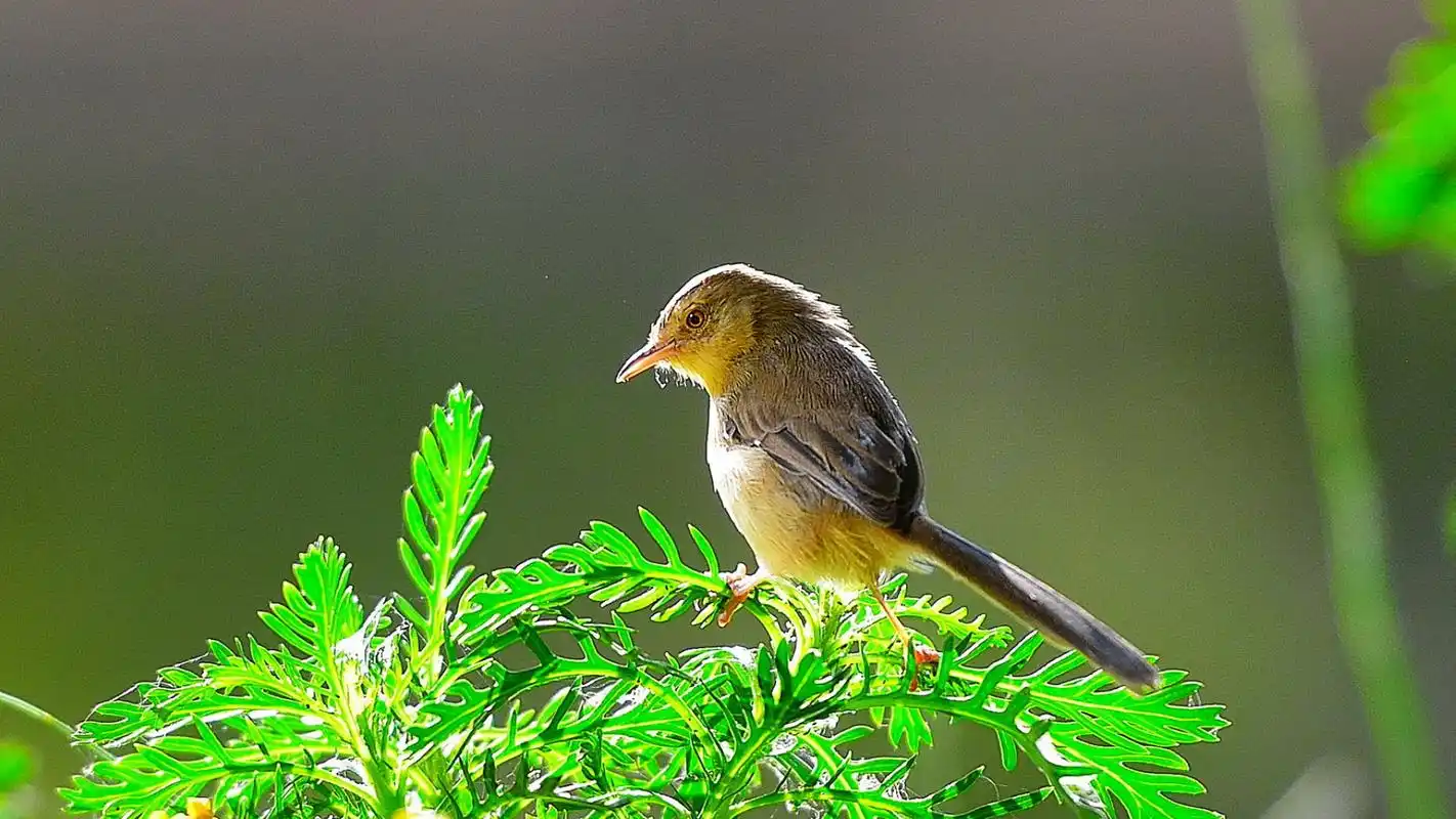 精选树枝上的小鸟柳莺图片桌面壁纸 第一辑高清大图预览1920x1080
