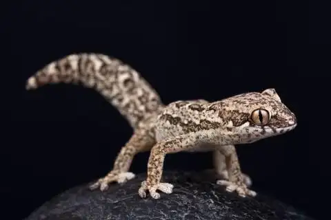 黑色背景上有厚厚的斑纹壁虎